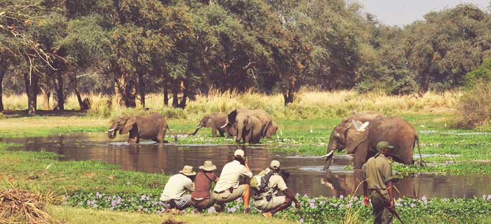 Zambia Best of Both Worlds - Explorer Safari