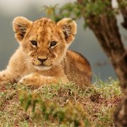 8 Places You Can Find Lions on Safari
